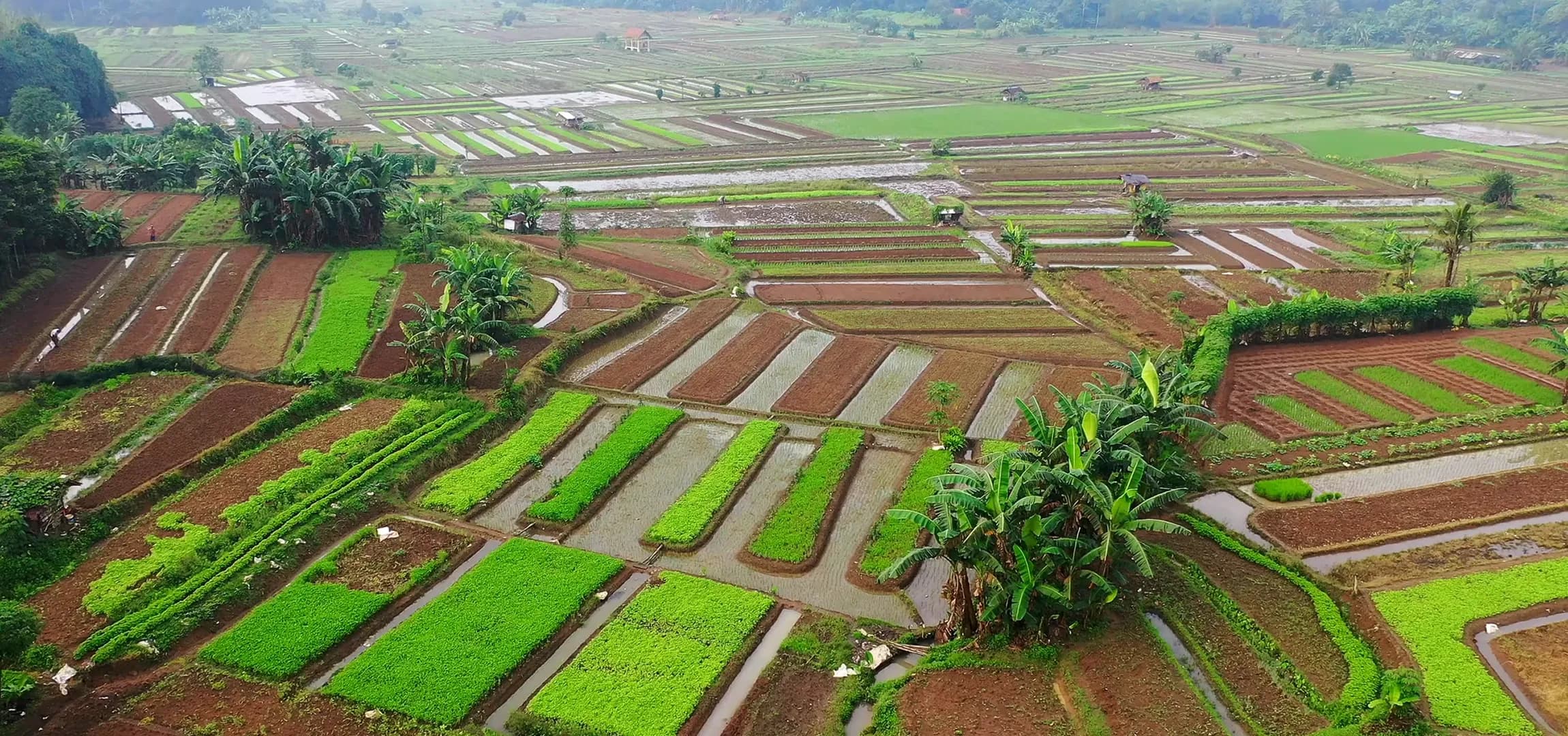 Agriculture